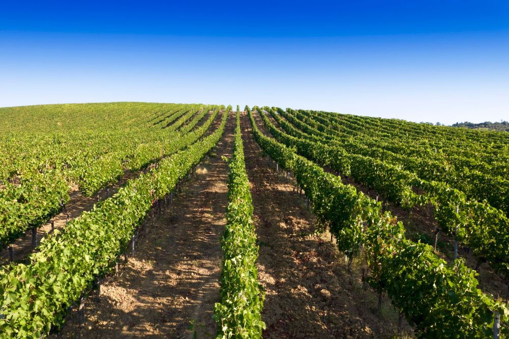 grapevines in vineyard